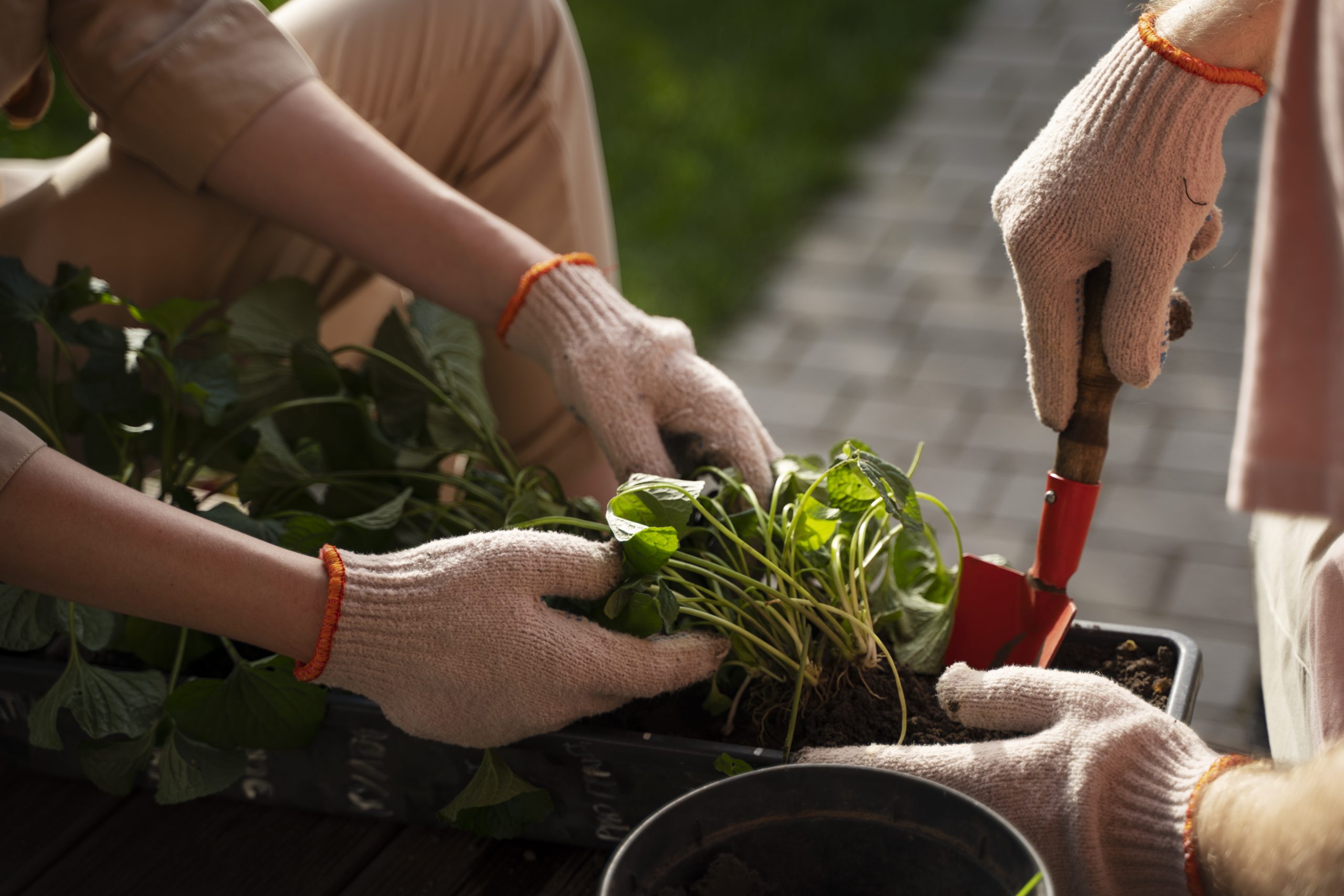 high-angle-people-taking-care-plants